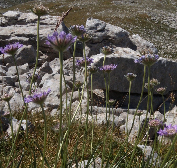 Lomelosia graminifolia / Vedovina strisciante