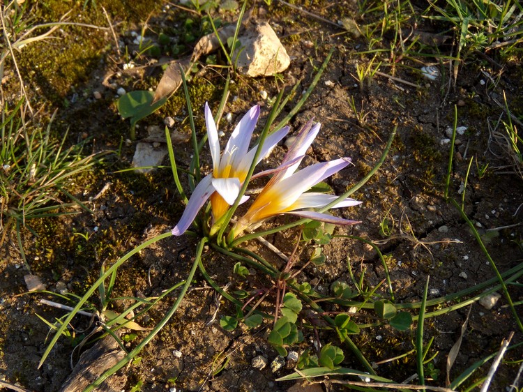 Romulea bulbocodium