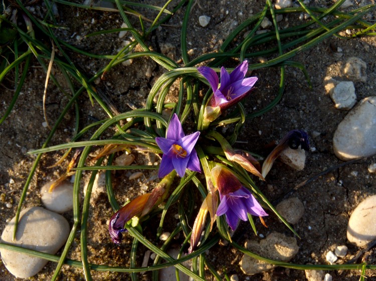 Romulea rollii