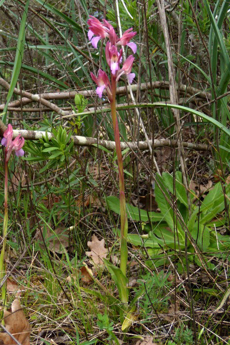 orchidea da determinare