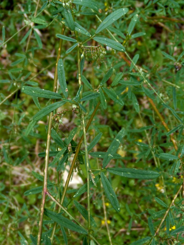 Gole dell''Orta 2 - Melilotus cfr altissimus