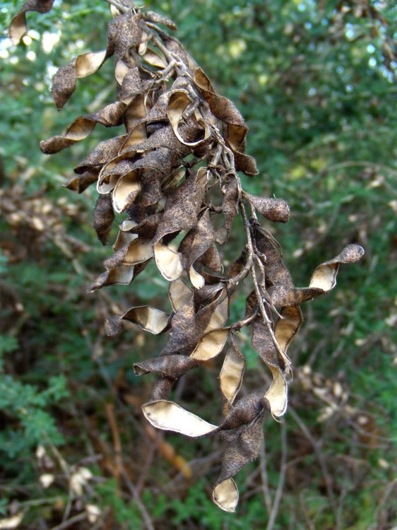 Adenocarpus complicatus / Ginestra ghiandolosa