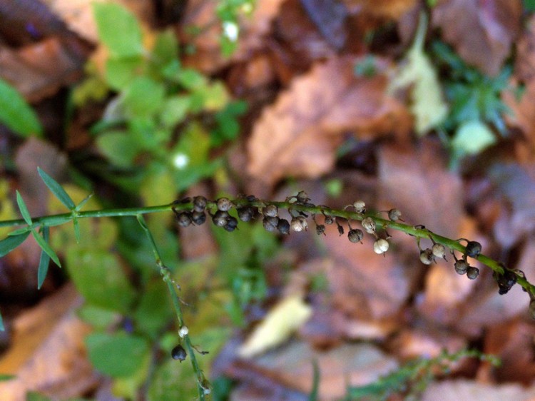 Linaria purpurea