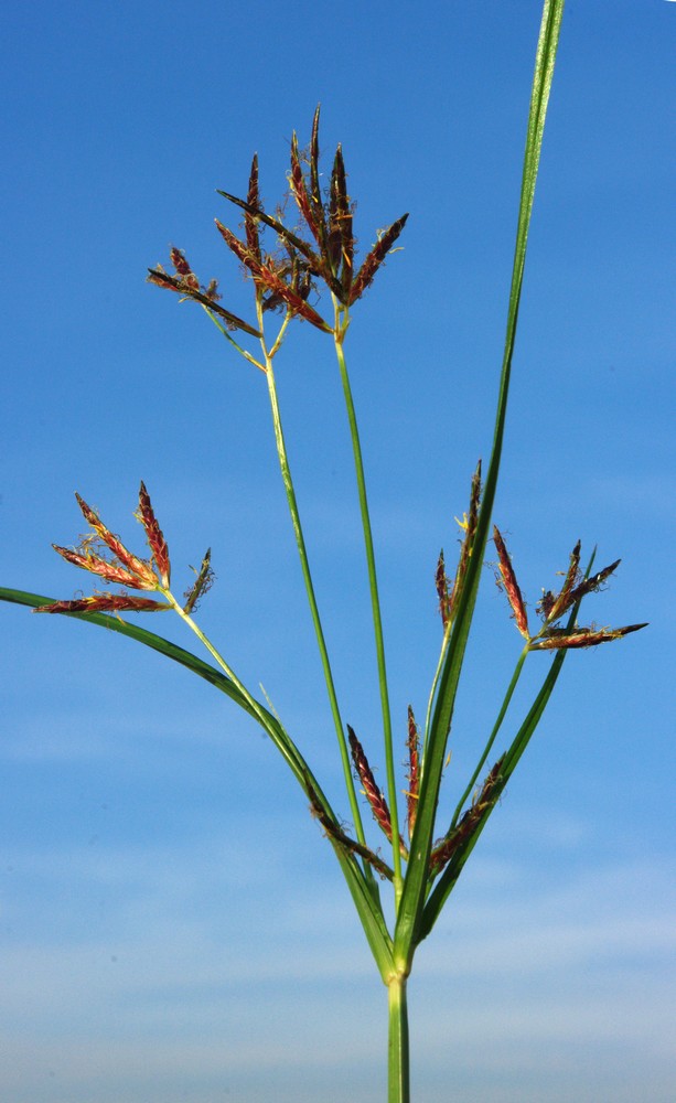 Cyperus rotundus / zigolo infestante