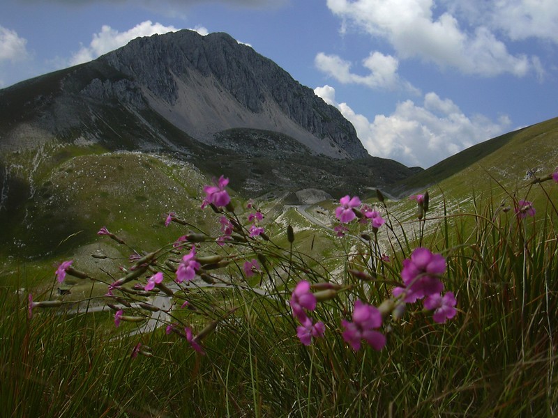 Dianthus silvestris