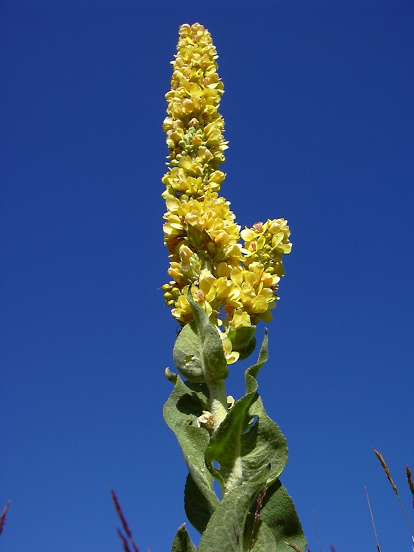 Verbascum cfr.longifolium