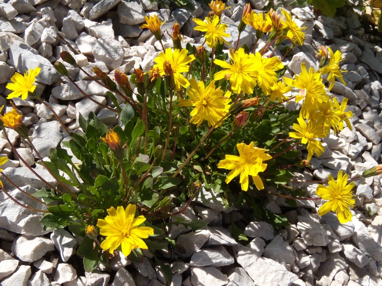 Robertia taraxacoides / Costolina appenninica