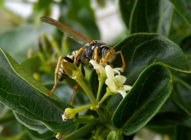 maschio di Polistes gallicus giallo paglierino