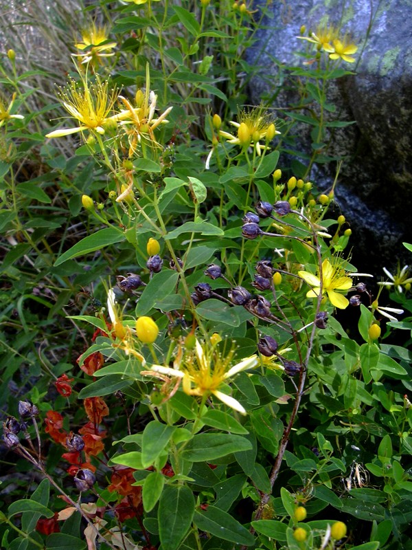 dalla Corsica - Hypericum hircinum ssp. hircinum