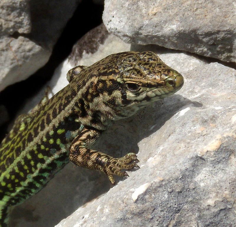 lucertola sarda