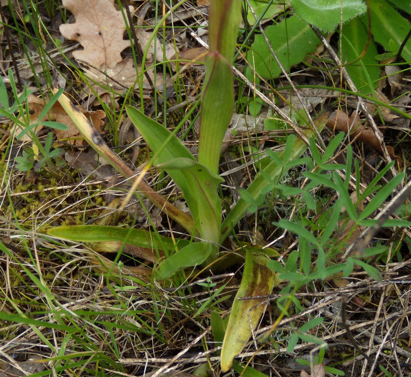 orchidea da determinare