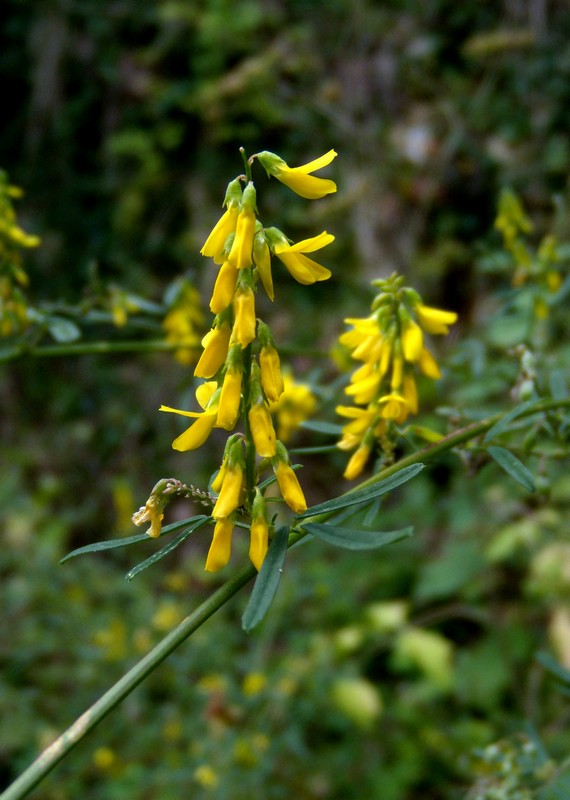 Gole dell''Orta 2 - Melilotus cfr altissimus