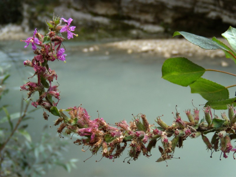 Gole dell''Orta 3 - Lythrum salicaria