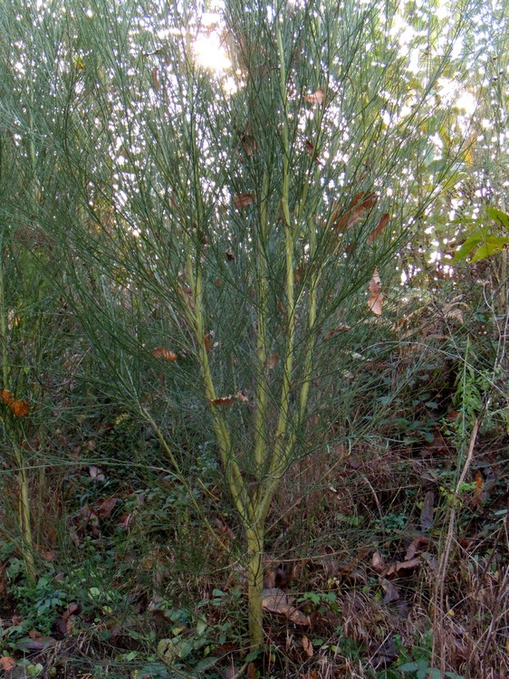 Cytisus scoparius