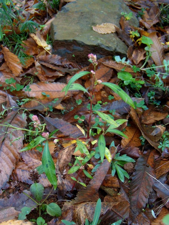 Persicaria, vero?