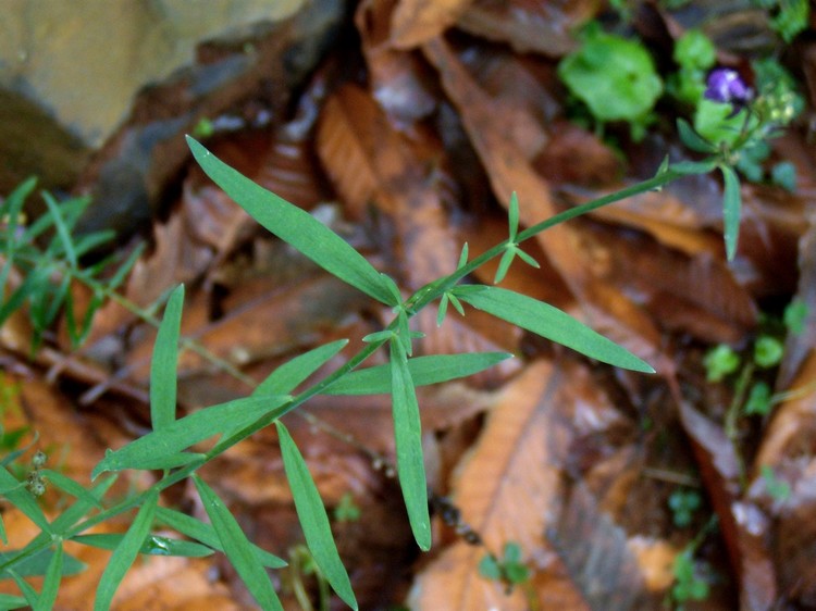 Linaria purpurea