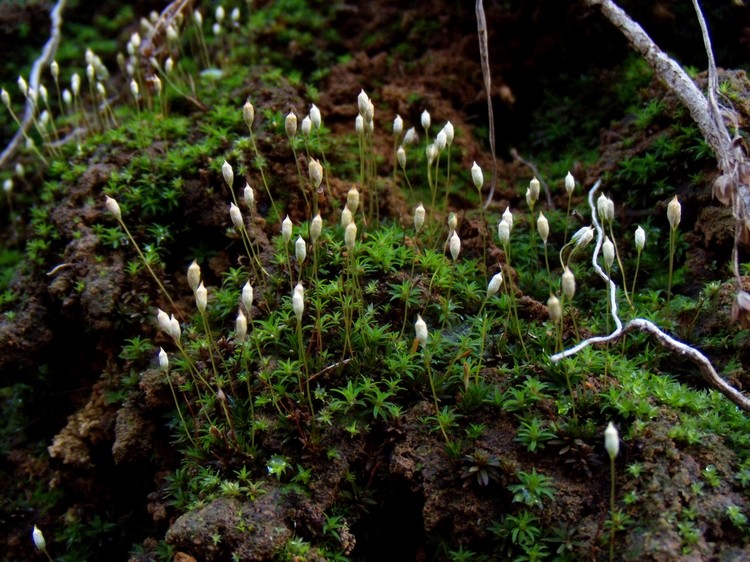 Polytrichum...