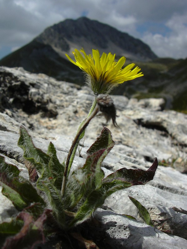 Hieracium cfr. angustifolium