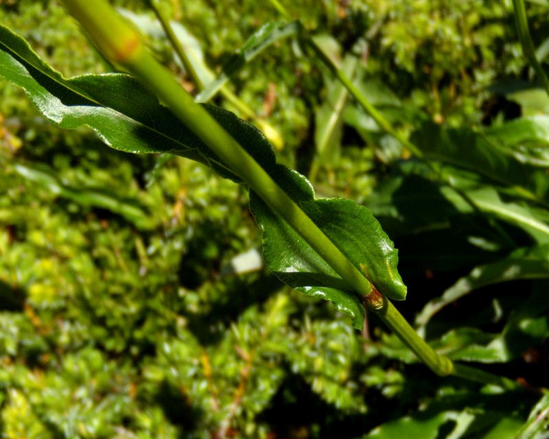 Bistorta officinalis