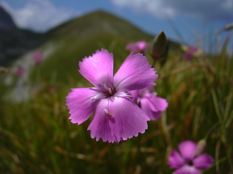 Dianthus silvestris