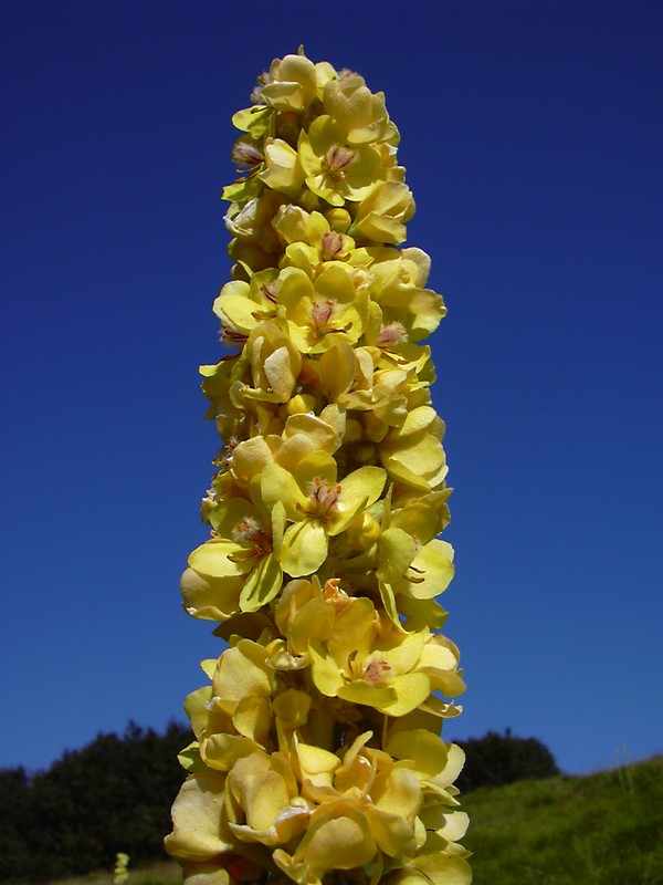 Verbascum cfr.longifolium