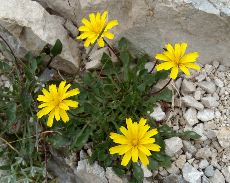 Robertia taraxacoides / Costolina appenninica