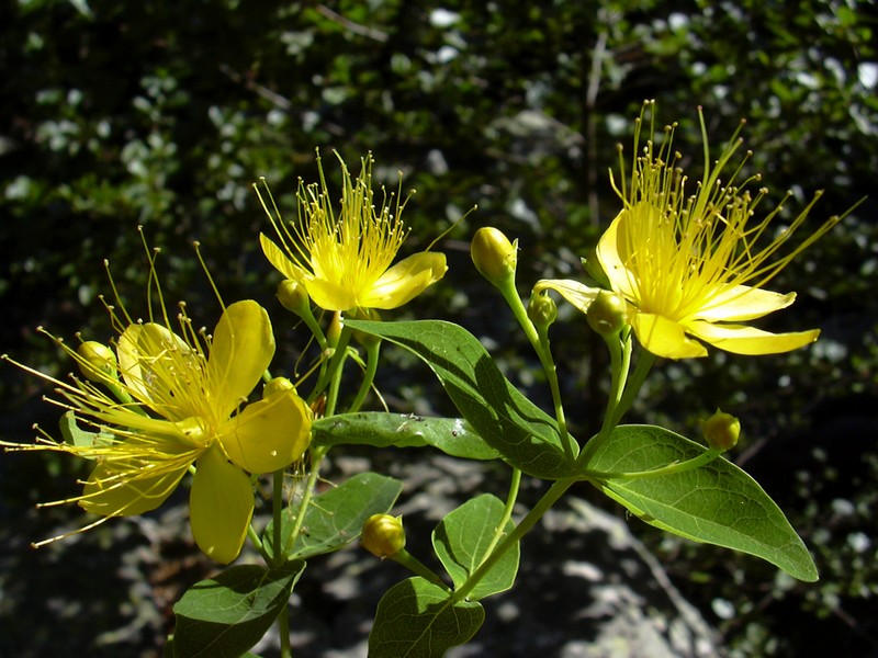 dalla Corsica - Hypericum hircinum ssp. hircinum