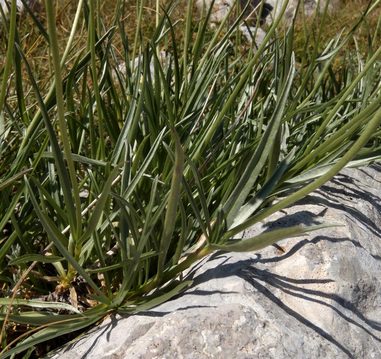 Lomelosia graminifolia / Vedovina strisciante