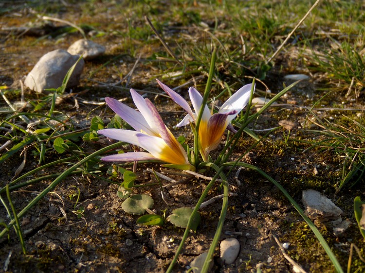 Romulea bulbocodium