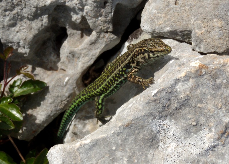 lucertola sarda