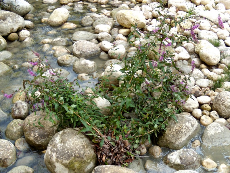 Gole dell''Orta 3 - Lythrum salicaria