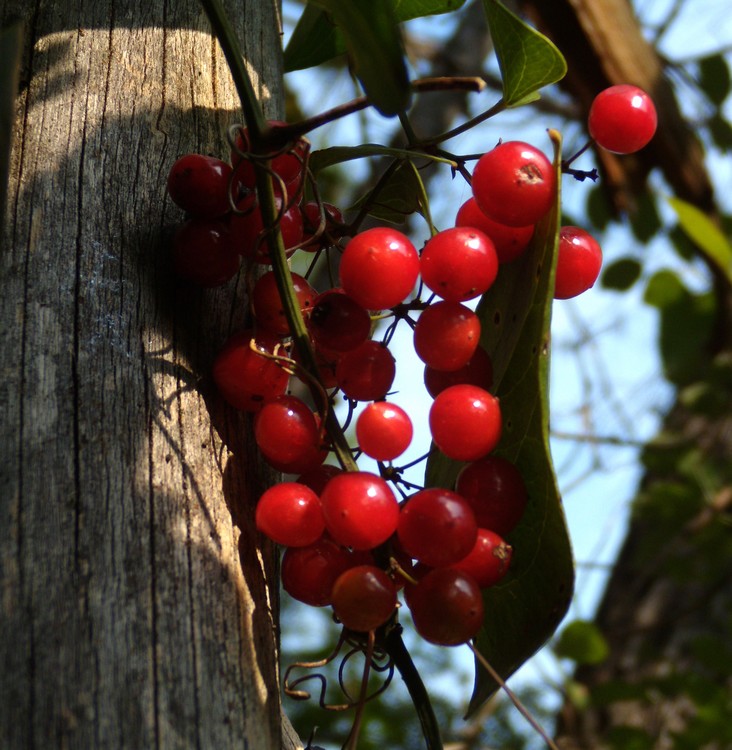 bellissime bacche rosse - Tamus communis