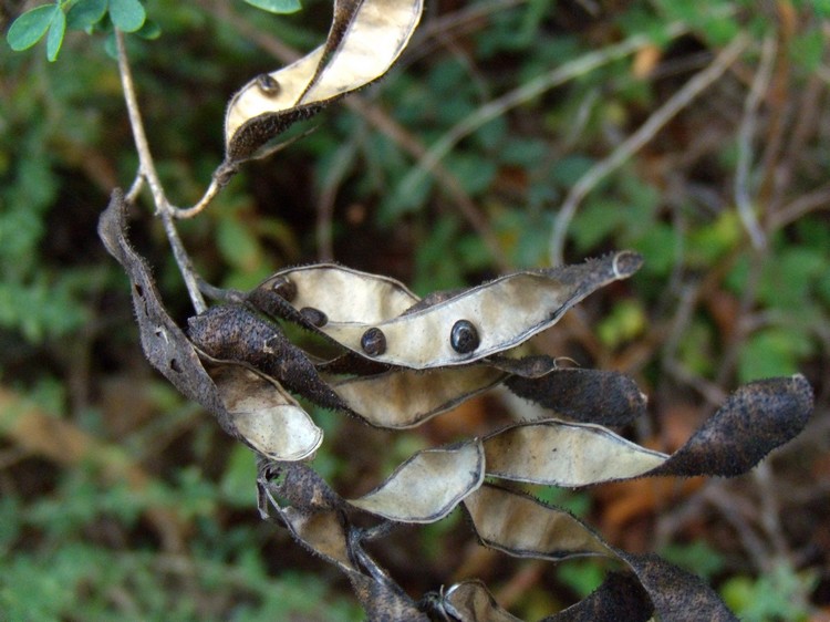 Adenocarpus complicatus / Ginestra ghiandolosa