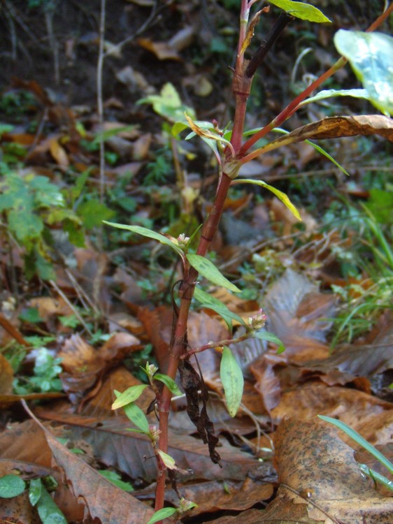 Persicaria, vero?