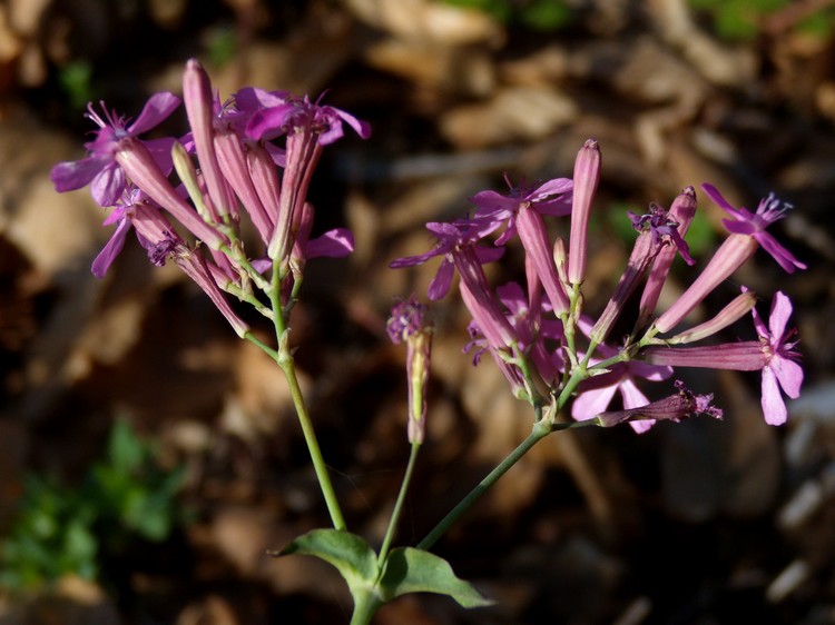 Silene armeria / Silene a mazzetti