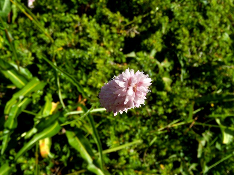 Bistorta officinalis