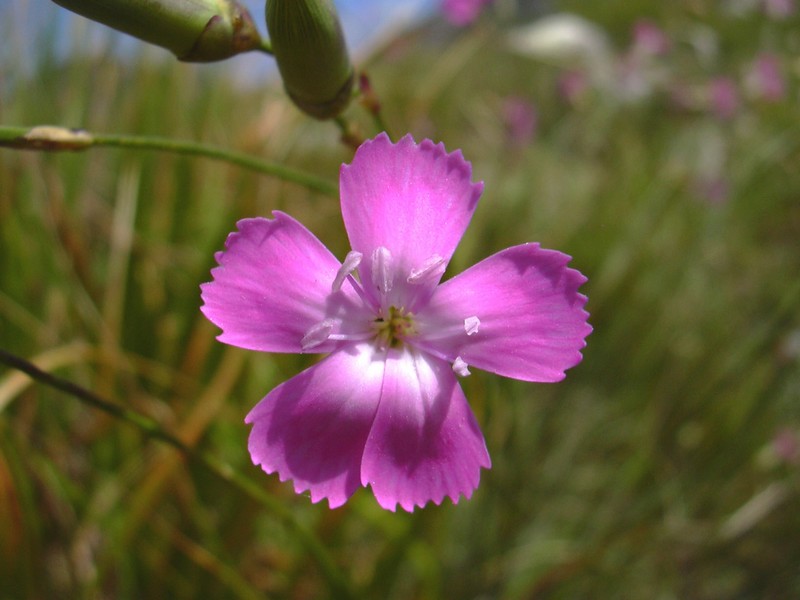 Dianthus silvestris