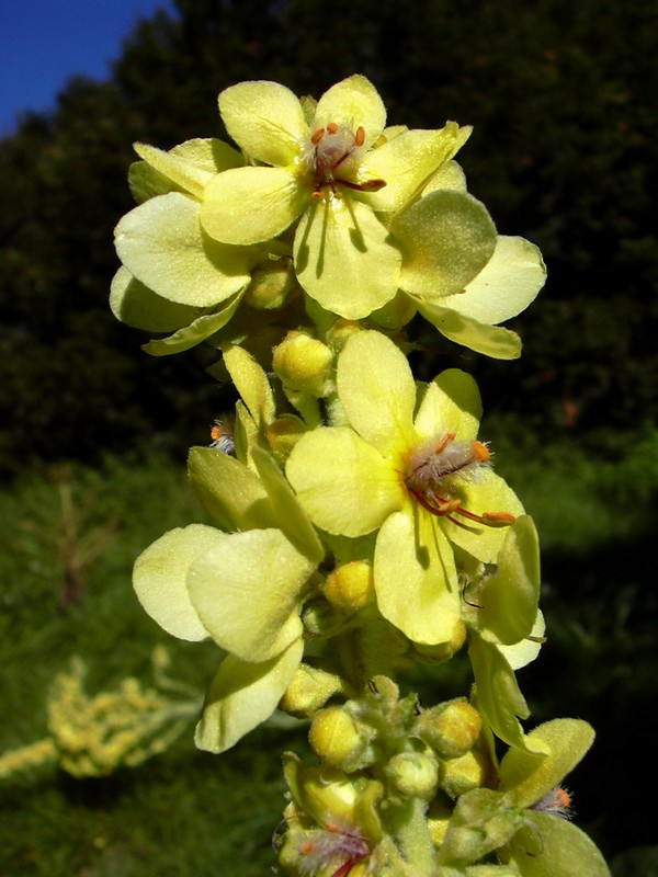 Verbascum cfr.longifolium