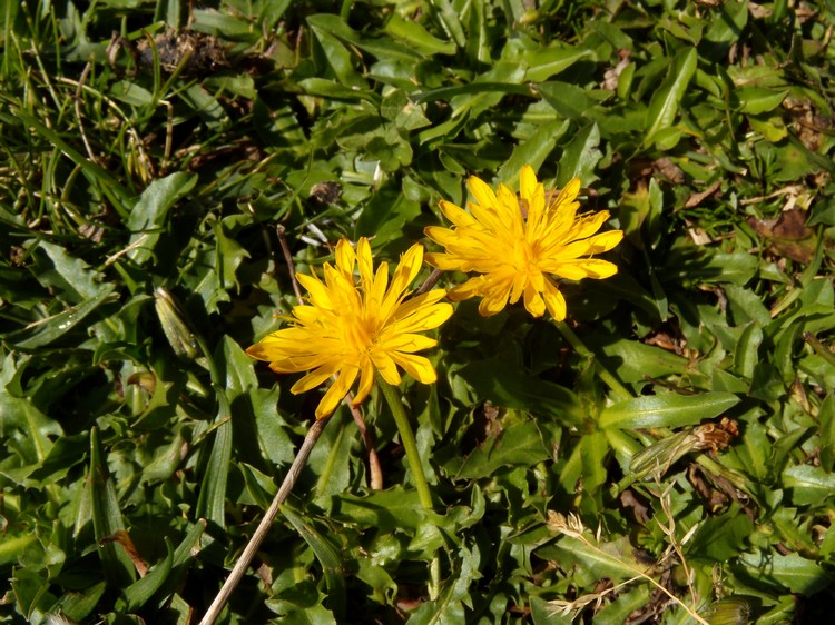 Robertia taraxacoides / Costolina appenninica