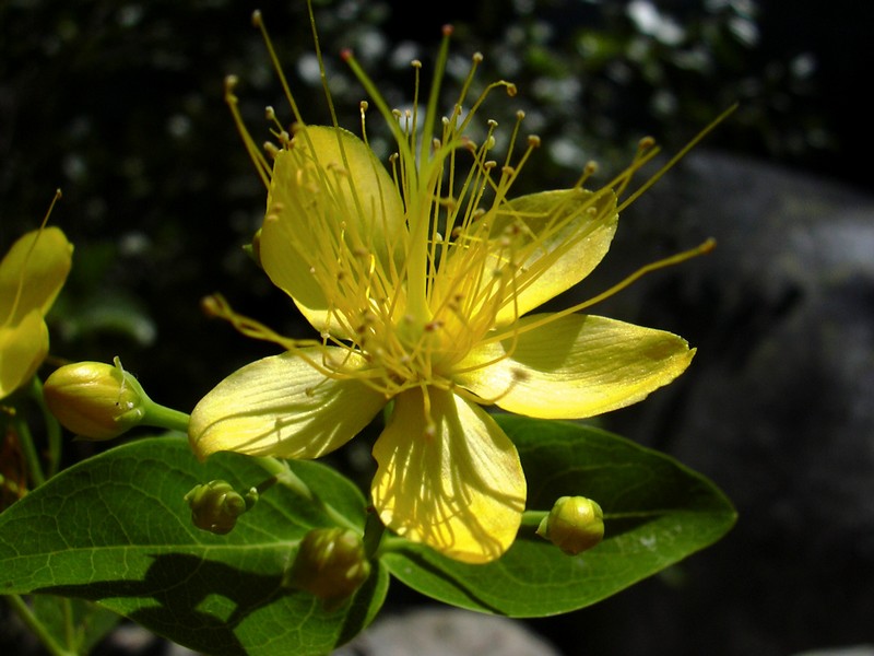 dalla Corsica - Hypericum hircinum ssp. hircinum