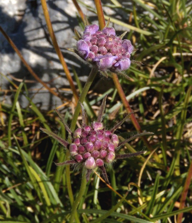 Lomelosia graminifolia / Vedovina strisciante