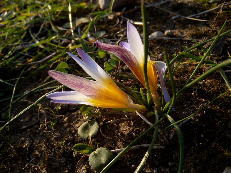 Romulea bulbocodium