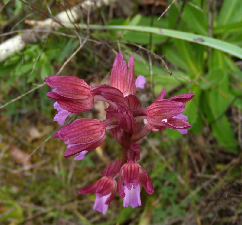 orchidea da determinare