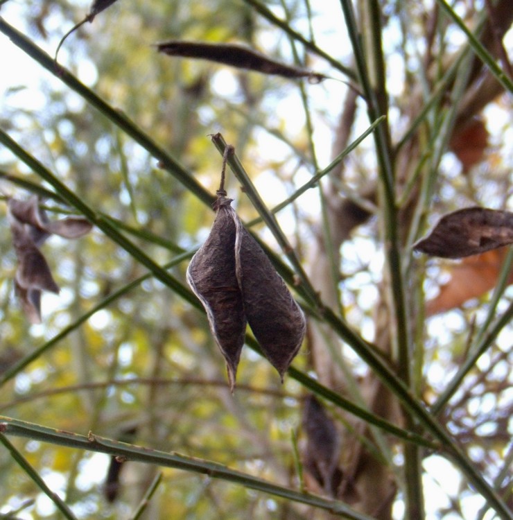 Cytisus scoparius