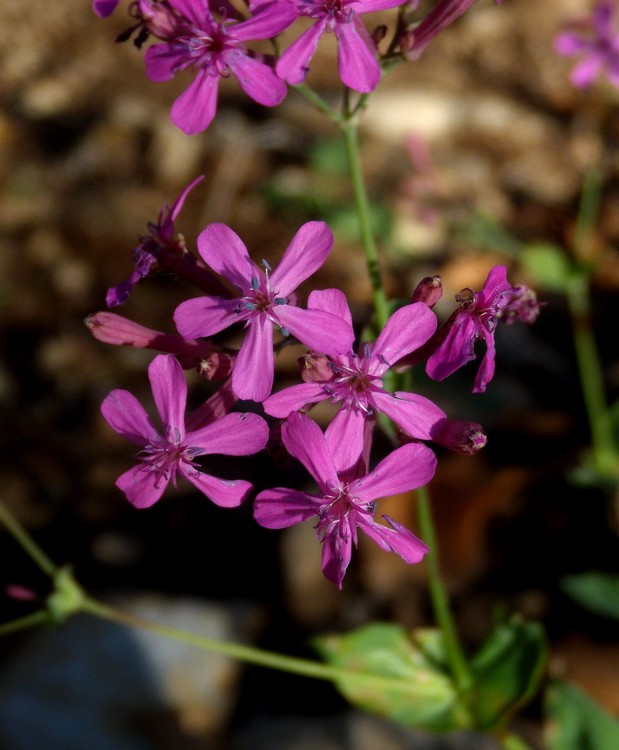 Silene armeria / Silene a mazzetti