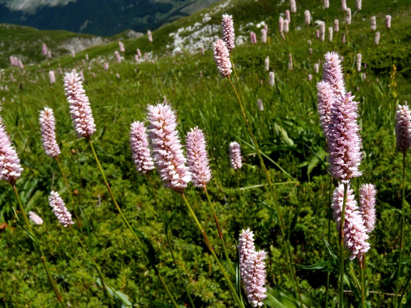 Bistorta officinalis