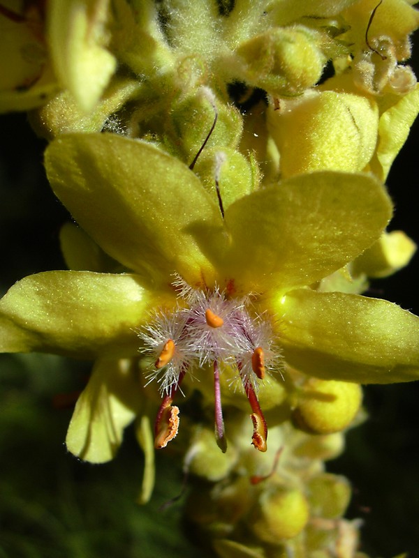 Verbascum cfr.longifolium