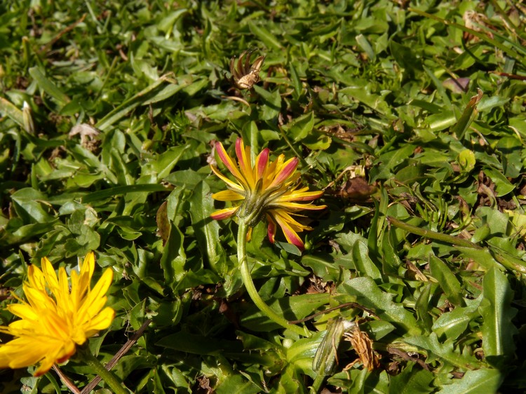 Robertia taraxacoides / Costolina appenninica