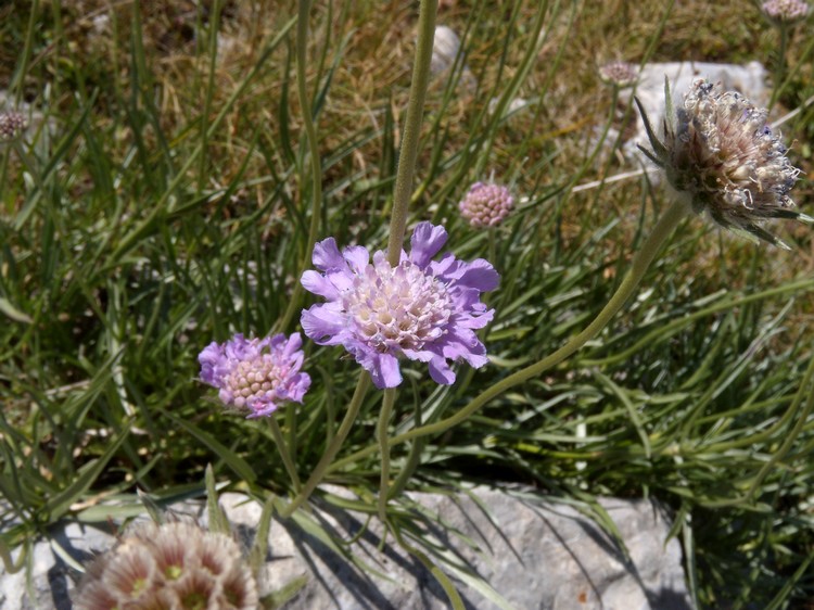 Lomelosia graminifolia / Vedovina strisciante