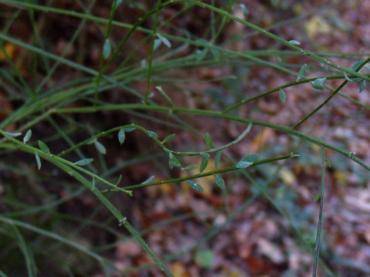 Cytisus scoparius